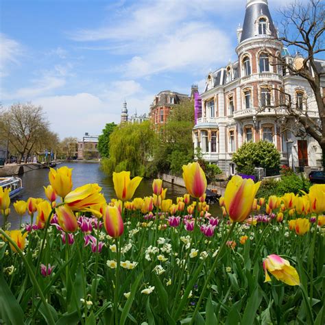 A Colorful Journey: A River Cruise Through Amsterdam’s Tulip Fields ...