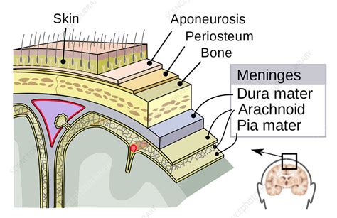 Meninges Illustration Stock Image C0435951 Science Photo Library