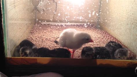 Aseel Baby Chicks Only 12hours Old Just Hatched Youtube