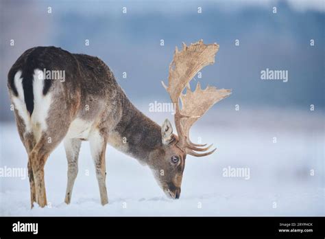 Fallow Deer Cervus Dama Dama Dama Buck Foraging Germany Stock