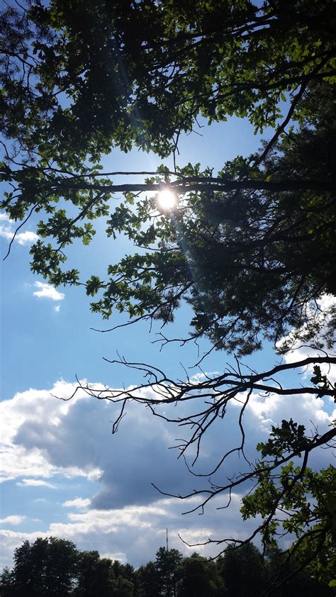 Free Images Landscape Tree Nature Forest Branch Cloud Sky Sun