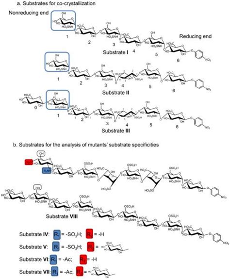 Structure Based Substrate Specificity Analysis Of Heparan Sulfate 6 O