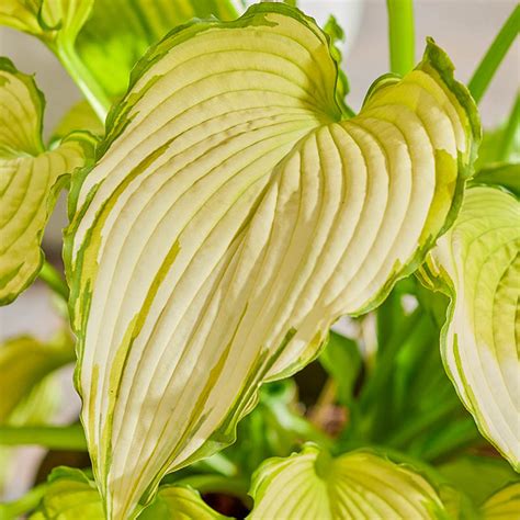 First Dance Hosta Shade Perennials For Sale Breck S