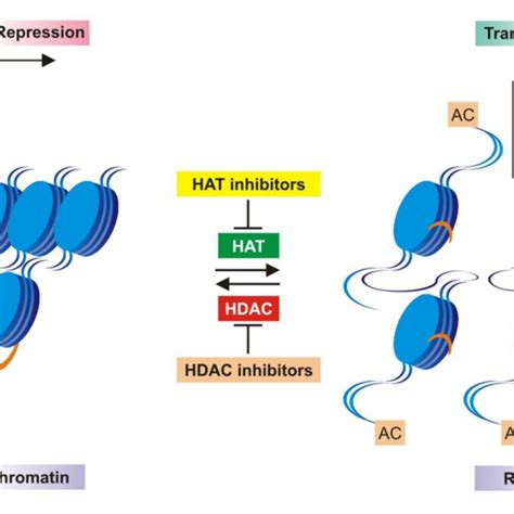 Schematic Mechanism Of Histone Acetylation And Deacetylation