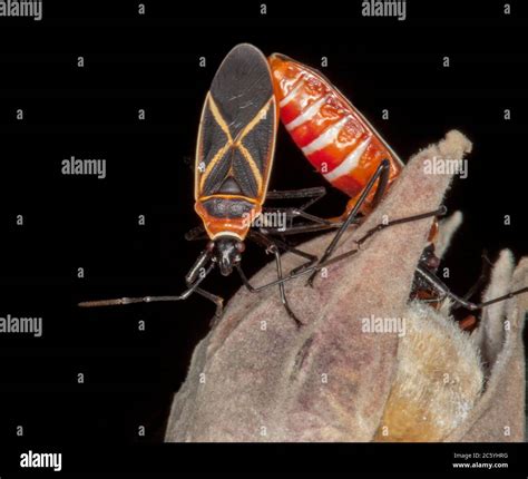 Backyard Pests Hi Res Stock Photography And Images Alamy