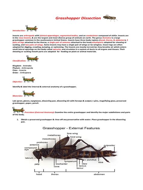 Grasshopper Internal Anatomy