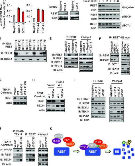 The STP Axis Regulates REST Abundance A Depletion Of SCYL1 And TEX14