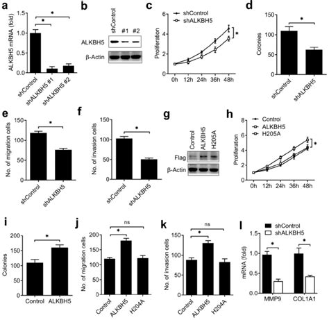 Alkbh Promoted The Activity Of Endometrial Cell A B Qrt Pcr And