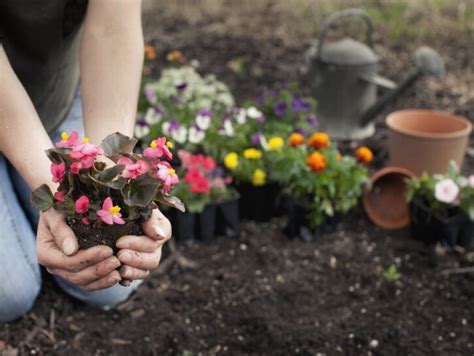 Come Coltivare Le Begonie Donna Moderna