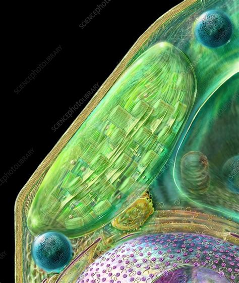 Chloroplast Stock Image B110 0047 Science Photo Library