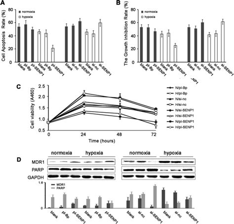 Senp1 Decreases The Sensitivity Of Skov3 Cells To Cisplatin In