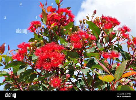 Red flowering gum tree, katoomba hi-res stock photography and images ...