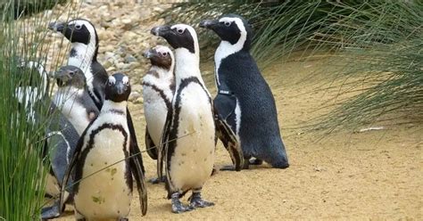 Penguins at Birdworld Farnham - Surrey Live