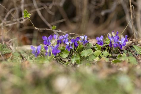 Sweet violet (Viola odorata) - Skovkær