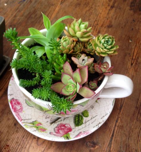 Succulent assorted in a tea cup in 2024 | Succulents decor, Succulents ...