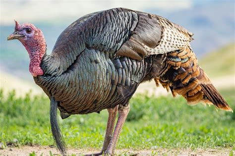 Tom Turkey with an impressive beard : birding