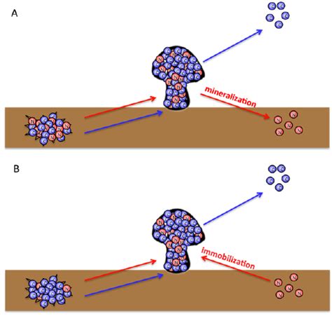 Mineralization A And Immobilization B Of Mineral Nitrogen By A