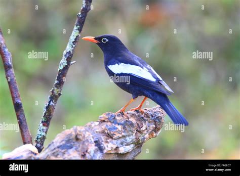 Grey Winged Blackbird Turdus Boulboul Male In Thailand Stock Photo