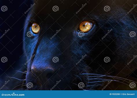 The eyes of a predator stock photo. Image of outdoor, look - 955208