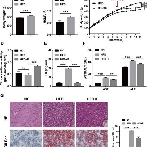 Effects Of Aerobic Exercise On Liver Injury In Hfd Rats A Body Weight