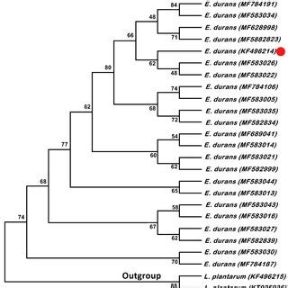 Phylogenetic Relationship According To The Nucleotide Sequences Of The