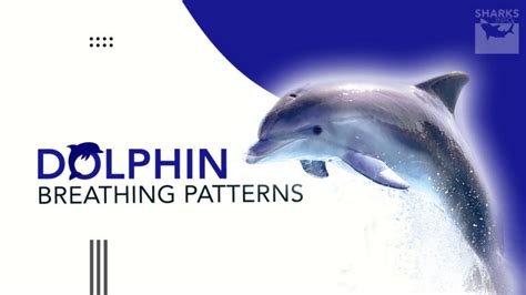 Dolphin Breathing Patterns: How Long Can They Hold Breath? - sharksinfo.com