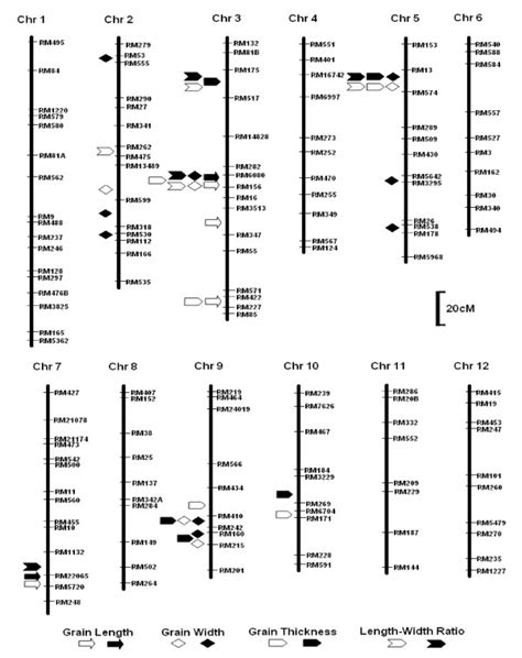 Genetic Linkage Map Showing Qtl Positions Detected In The Ril