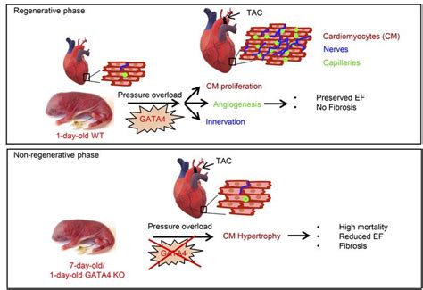 Jci Insight Induction Of Cardiomyocyte Proliferation And Angiogenesis