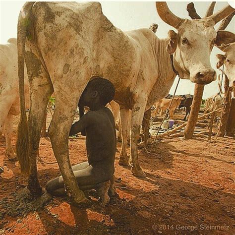 Photo Of The Day A Boy Sucking Milk Directly From A Cows B Reast