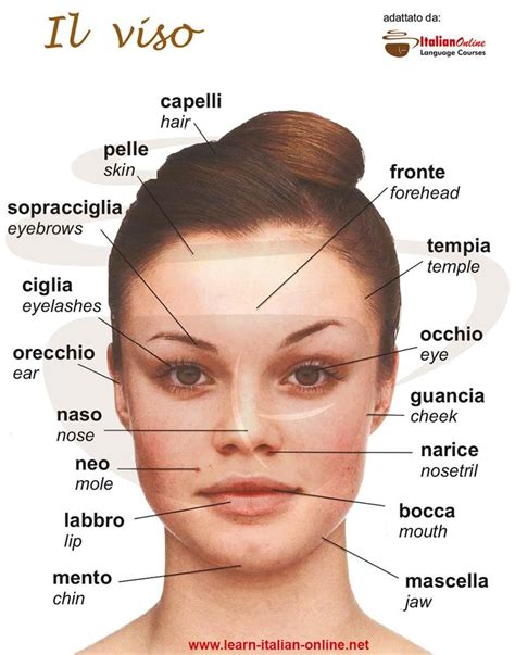 Le Parti Del Viso Face Parts Italian Words Italian Language