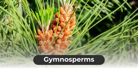 Gymnosperms Definition Characteristics Uses And Examples