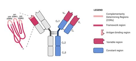 Identifying CDRs By Antibody Sequencing Rapid Novor