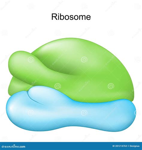 Ribosome Cell Organelle For Protein Synthesis Stock Vector