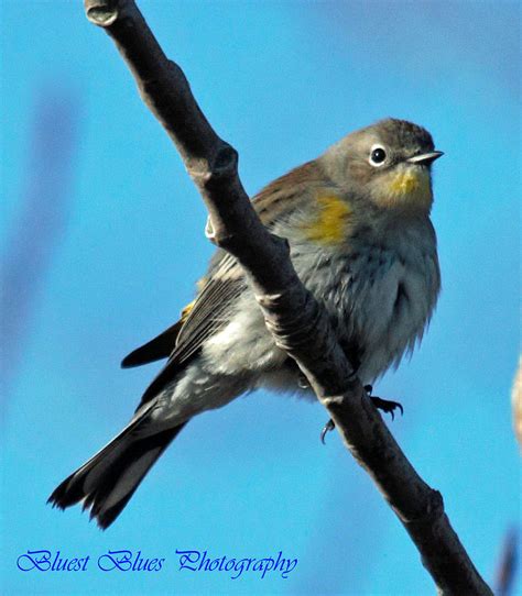 Audubons Yellow Rumped Warbler Photograph By Ed Nicholles Fine Art