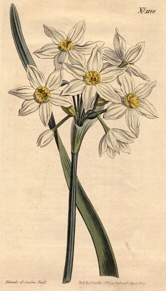 White Narcissus Botanical Drawing