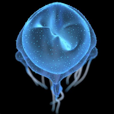 3D Box Jellyfish Cubozoa - Model - TurboSquid 1451178