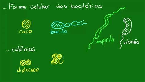 Formas Da Célula Bacteriana Diversidade Dos Seres Vivos Biologia