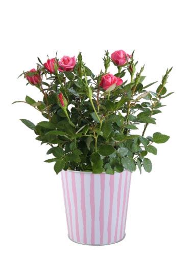 Mothers Day Fresh Mini Rose Plant In Inch Pot Colors May Vary