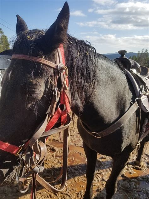 Breckenridge Stables - Home | Facebook
