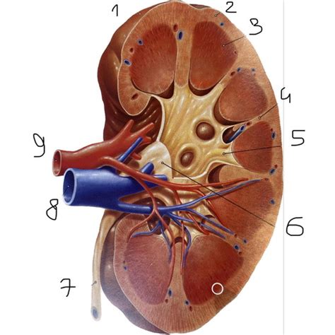Budowa Nerki Flashcards Quizlet
