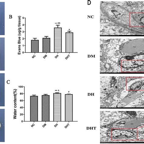 Mito Tempo Attenuated Neuronal Damage In The Cortical And And