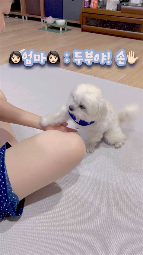 🐶두부🐶의 개인기👏🏻 강아지개인기 강아지숏츠 강아지 강아지일상 강아지브이로그 강아지유튜브 Cute Cutedog