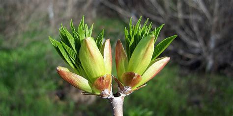 California buckeye - seasonal development, description, general ...