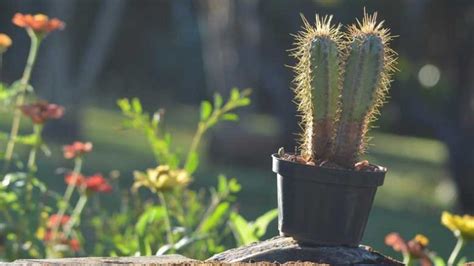 Why Is My Cactus Turning White Causes And Treatments