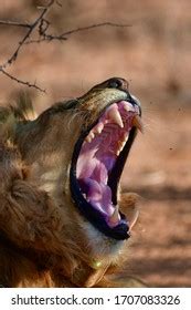 Male Lion Showing His Teeth Stock Photo 1707083326 | Shutterstock