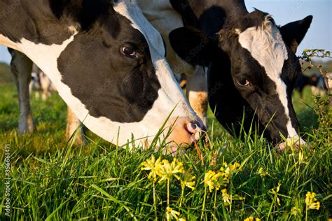 Vache laitière qui broute dans l herbe et les fleurs au soleil Stock