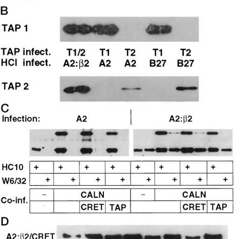 Interactions Of Insect Cell Expressed Proteins A 5 10 6 Sf9 Cells