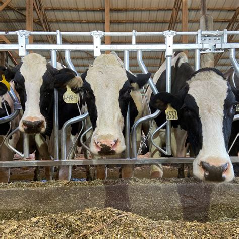 Agromatic Cattle Headlocks | Strong Light-Weight | Hot Dipped Galvanized