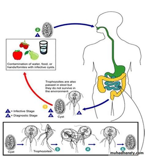 Entamoeba Coli Docx D Amal Muhadharaty