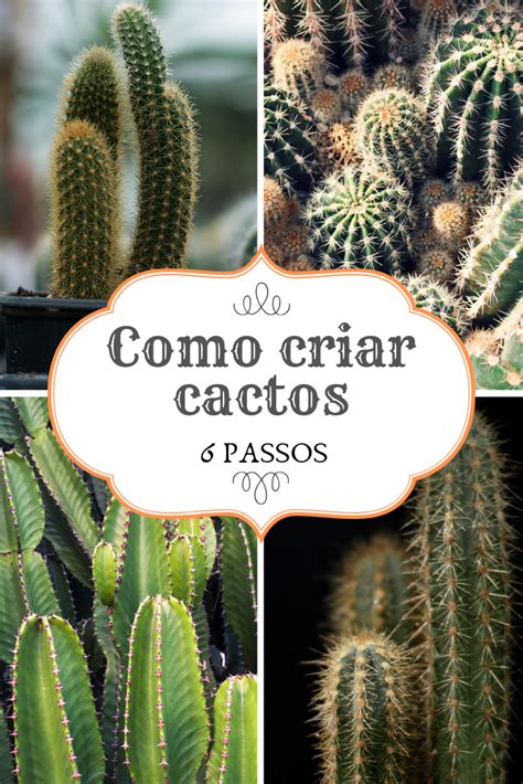 Como Cuidar De Cactos Cactos E Suculentas São Plantas Com Cuidados Muito Semelhares Mas Cactos